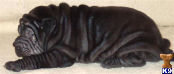 Chinese Shar-Pei Puppies